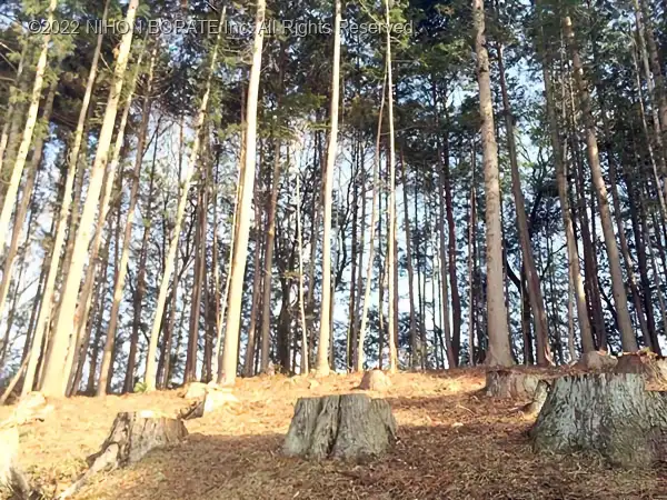 木々は地球上で最も多い炭水化物のセルロースからできている