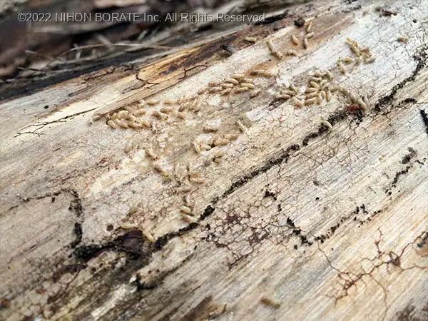 シロアリは生態系を循環させる益虫